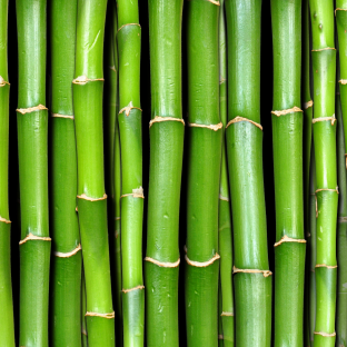 Bamboo
